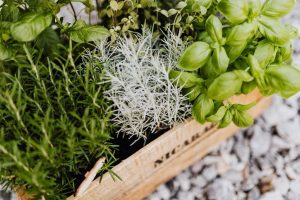 Read more about the article Базилик, орегано и розмарин: какую траву выбрать для итальянских блюд